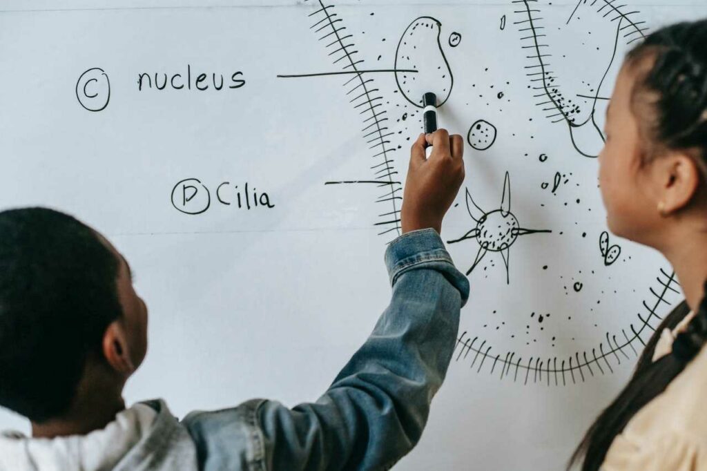 bijles biologie BrainBoost